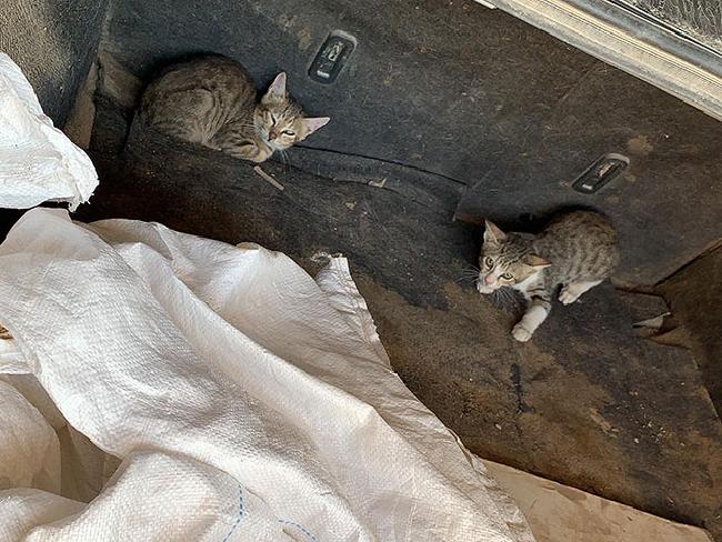 Полиция задержала бедуина, который вез котят в Палестинскую автономию