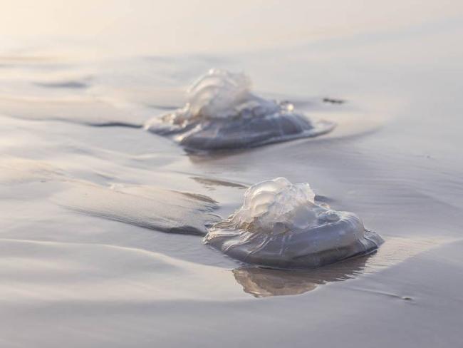Зимнее нашествие медуз около средиземноморского побережья Израиля