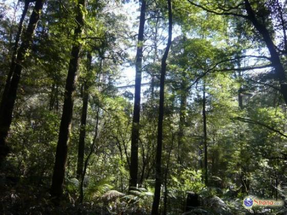 Голливуд сажает деревья вместе с ККЛ