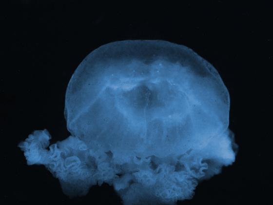 На видео запечатлено  «нашествие» медуз в районе порта Ашдода