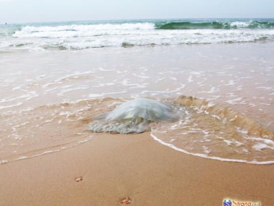 У побережья Израиля появились медузы - необычно большие и опасные