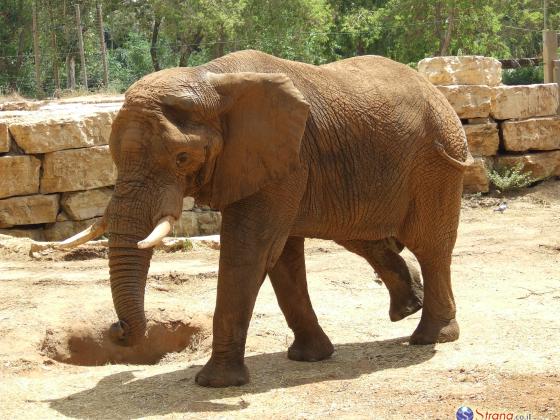 В зоопарке слонам подали к «столу» новогодние елки