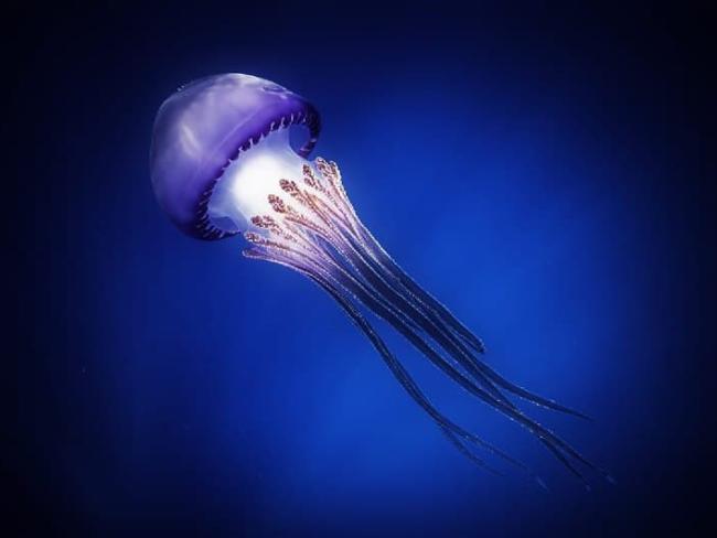 В Эйлате обнаружили редких сиреневых медуз