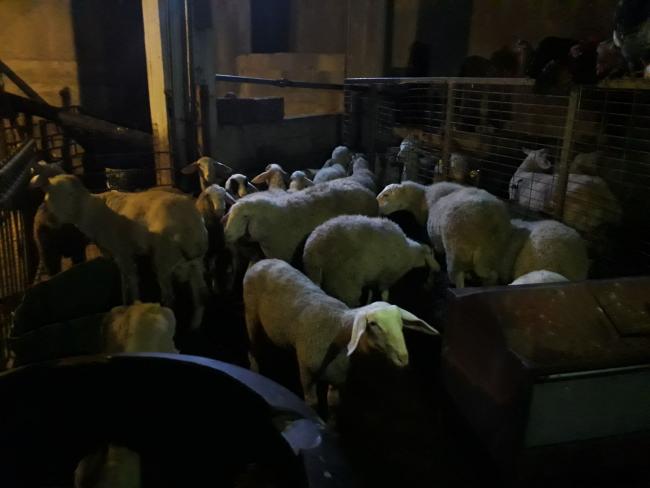 В местном совете Яффа ан-Насерийе обнаружены 27 украденных овец