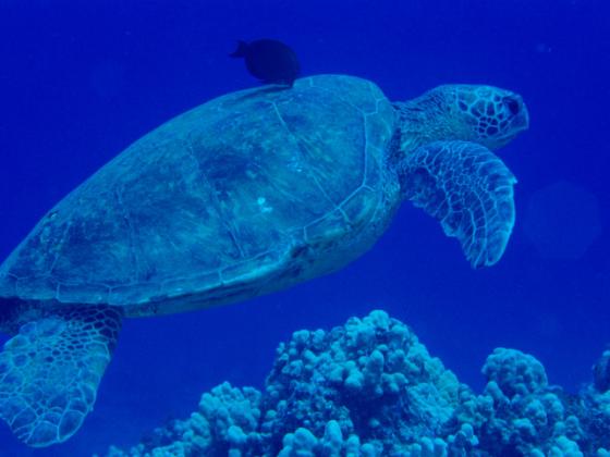 Ашкелон: полицейские спасли раненую морскую черепаху
