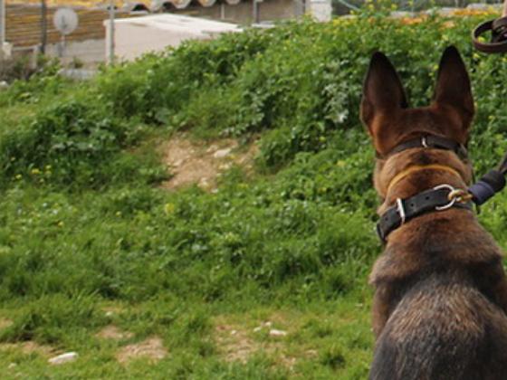 Кфар-Саба: задержан мужчина, покусавший  полицейскую собаку