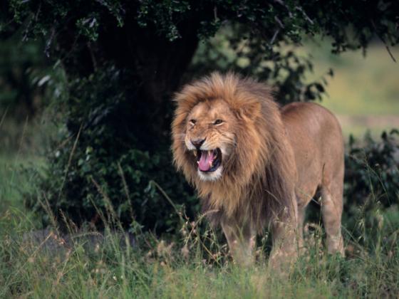 Трагедия в  зоопарке: 26-летнюю девушку растерзал лев
