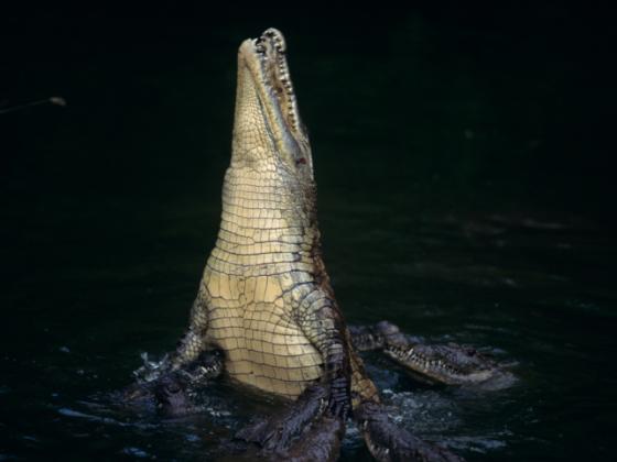 В Негеве крокодил укусил инспектора парков