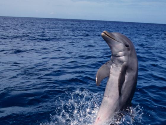 Дельфин покончил жизнь самоубийством у берегов Ашдода