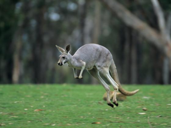 Израиль оказался на втором месте в мире по экспорту кенгуру