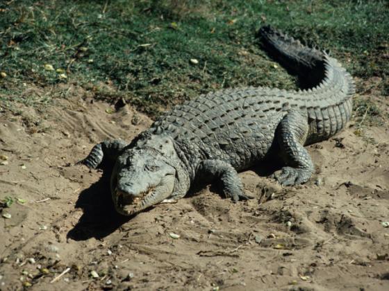 Израильтянин подарил папе римскому крокодила