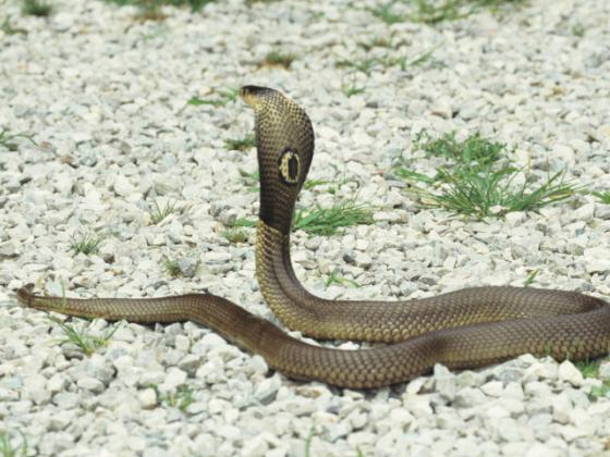 Под Хайфой 38-летнего мужчину укусила индийская кобра