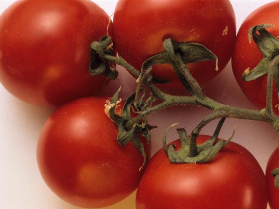Израильское изобретение: помидоры со вкусом черешни и клубничное дерево