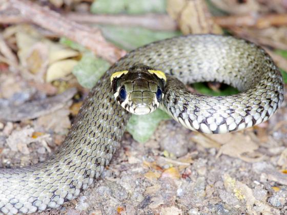 Ядовитая змея укусила 63-летнего мужчину в Иорданской долине