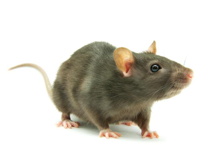 Крыса выпрыгнула из унитаза и напугала жителя Ришон ле-Циона