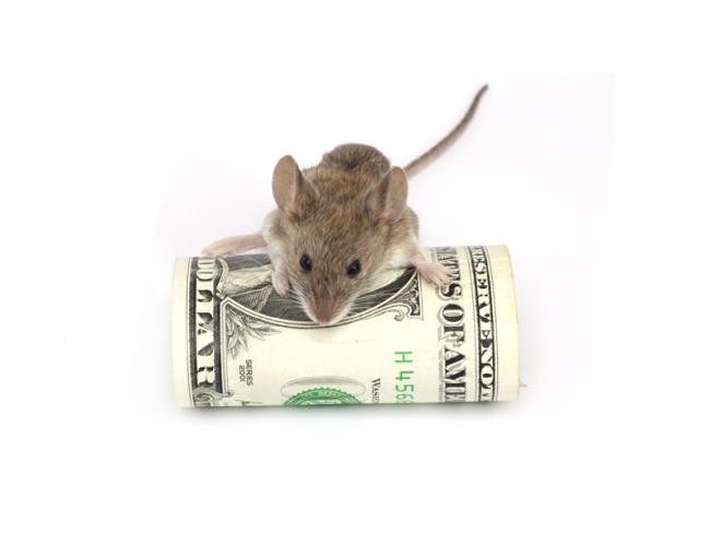 Крысы съели в банкомате 1,2 миллиона