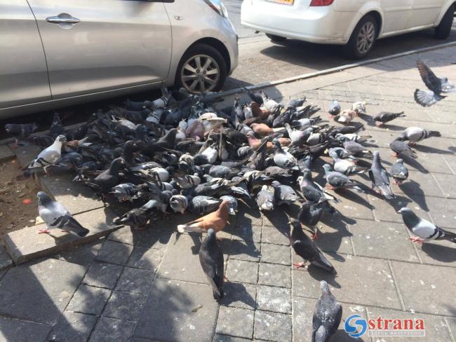 Скандал в Холоне: женщину оштрафовали за кормление голубей
