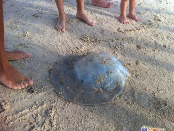 Полчища медуз обрушились на Израиль, есть пострадавшие