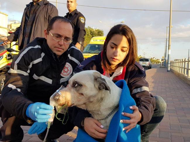 В Эйлате была спасена собака, пострадавшая во время пожара - видео