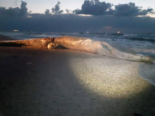 На берег возле Ницаним выброшено тело 10-метрового кита