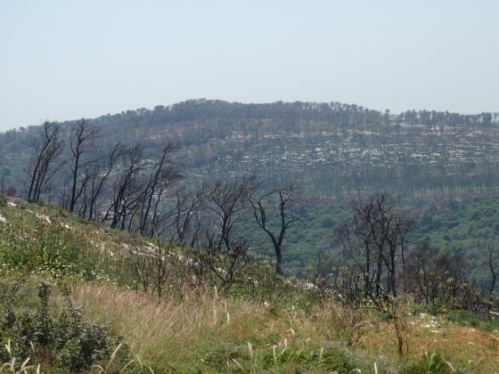 На севере Израиля горят леса. Пожарные подозревают поджоги