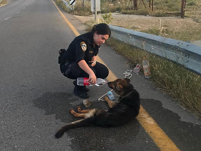 Полицейские спасли собаку, умиравшую у обочины дороги