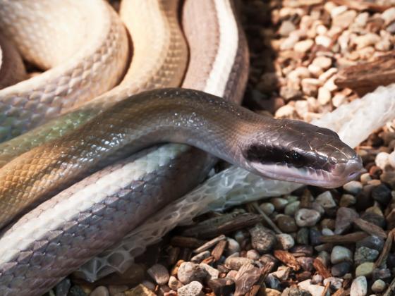 60-летняя женщина умерла от укуса змеи в Биньямине