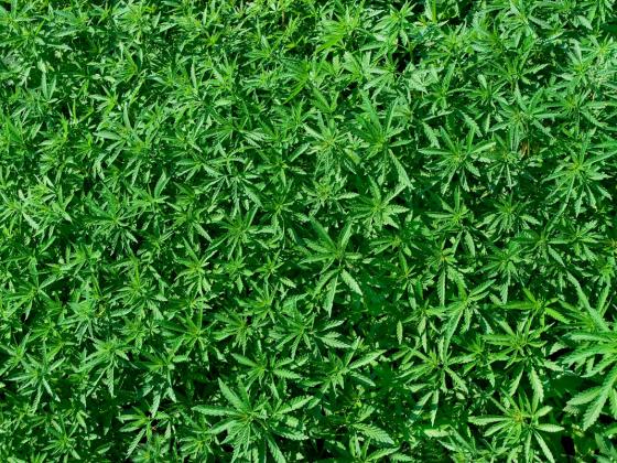 Полиция обнаружила на военном полигоне плантацию марихуаны