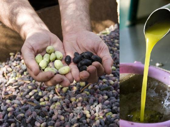Оливковое масло урожая 2015, сделанное по старинным тосканским рецептам, - уже в маслодавильне 
