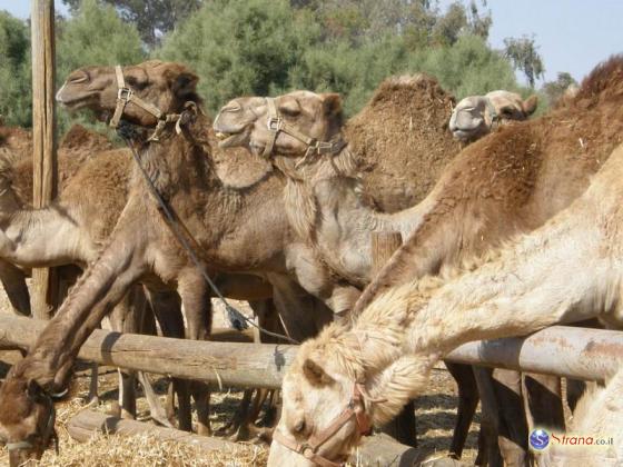 Три человека попали в больницу с бруцеллезом после употребления верблюжьего молока