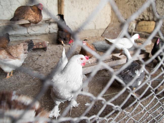 Из-за птичьего гриппа уничтожено поголовье индюшек в кибуце Маале Гильбоа