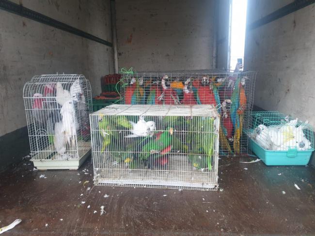 Двое арабов обвинены в краже попугаев на сумму более 1 миллиона шекелей