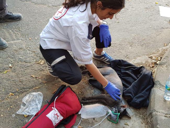 Парамедики МАДА оказали медицинскую помощь коту, спасенному из пожара