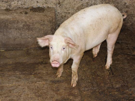 Якубович продолжит выращивать свиней в Кафр-Яблине