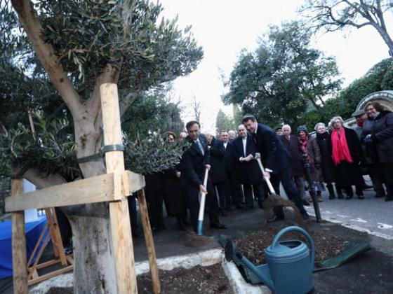Оливковое дерево из Галилеи будет расти во Франции в память о праведниках народов мира
