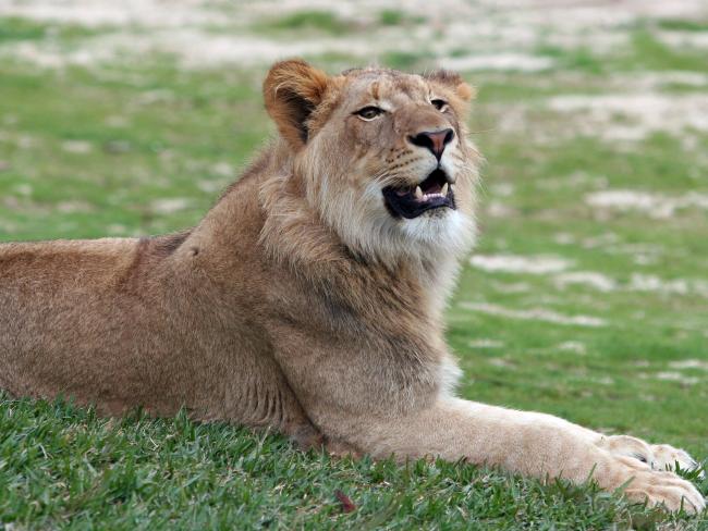 Предъявлено обвинения по делу о сбежавшей львице