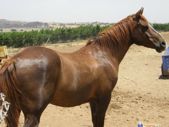 Обезумевшие лошади устроили переполох в Тель-Авиве