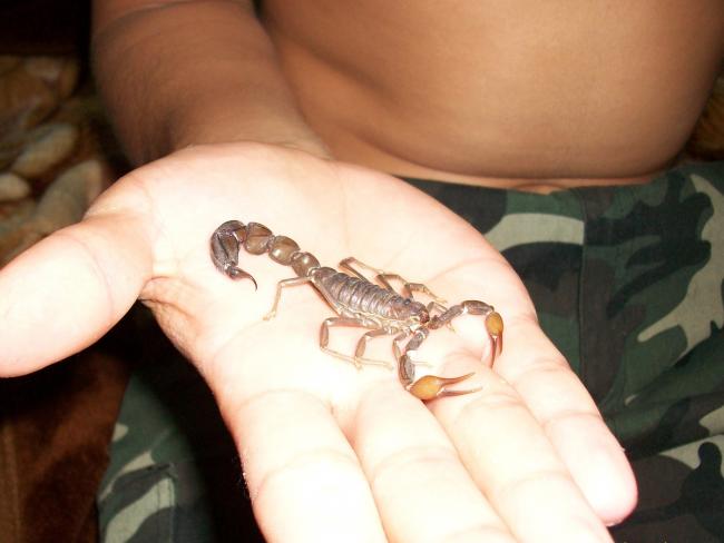 В тюрьме Беэр-Шевы заключенный вырастил скорпиона, чтобы отравить сокамерника