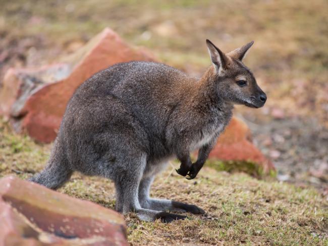 Австралиец Рамазан планировал теракт с помощью заминированного кенгуру