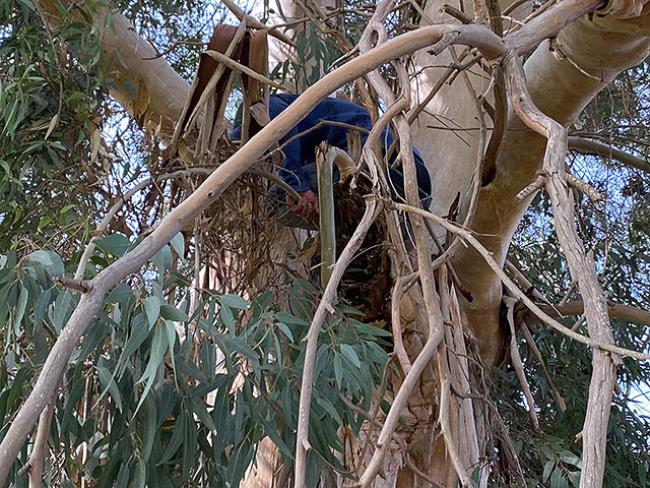 Палестинца, угонявшего машины из Беэр-Шевы и Арада, полицейским пришлось снимать с дерева