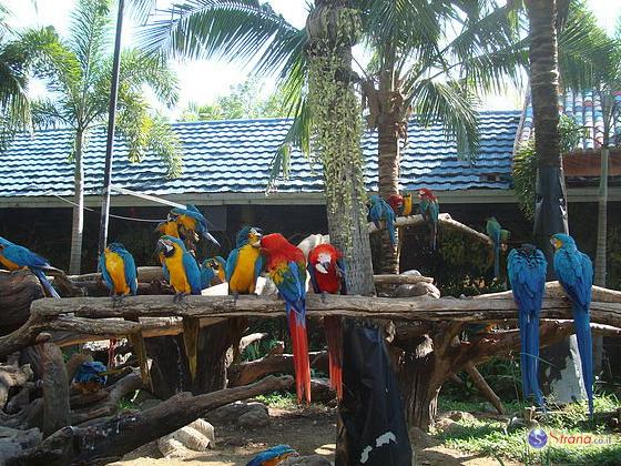  На ферме в Негеве украли десятки попугаев на 100.000 шекелей 