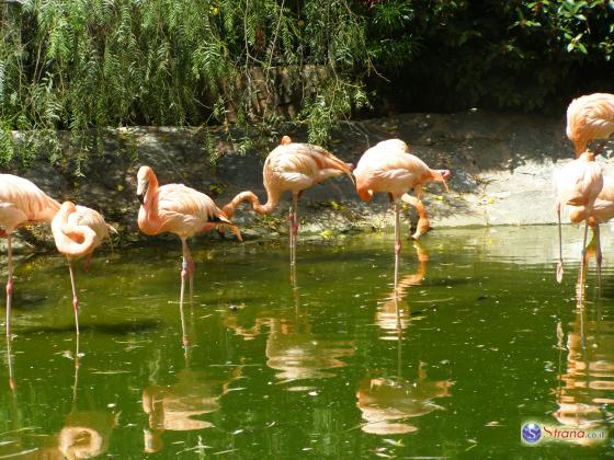 Фламинго прилетели на отдых в Израиль