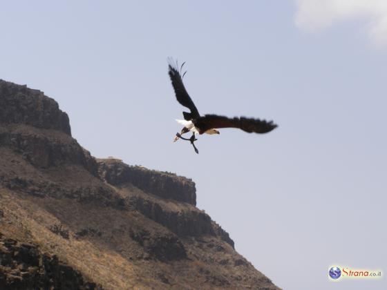 Бесплатно: в лесу Бен-Шемен открыт пункт для наблюдения за хищными птиц