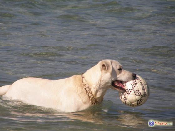 Подозрение: домашние животные отравились фосфором на пляжах Израиля