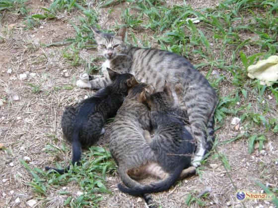 В Facebook опубликовано видео отравителя кошек в Ор-Акиве