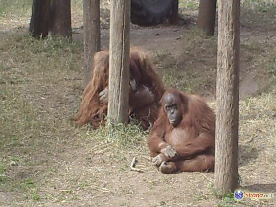 В парке «Сафари» Рамат-Гана один из орангутанов самостоятельно выбрался из вольера