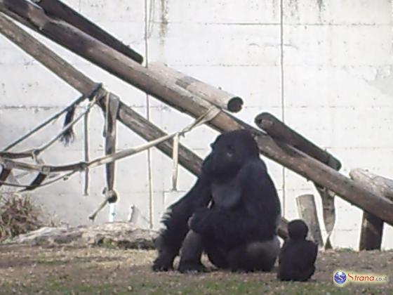 В зоопарке застрелили гориллу, схватившую трехлетнего ребенка
