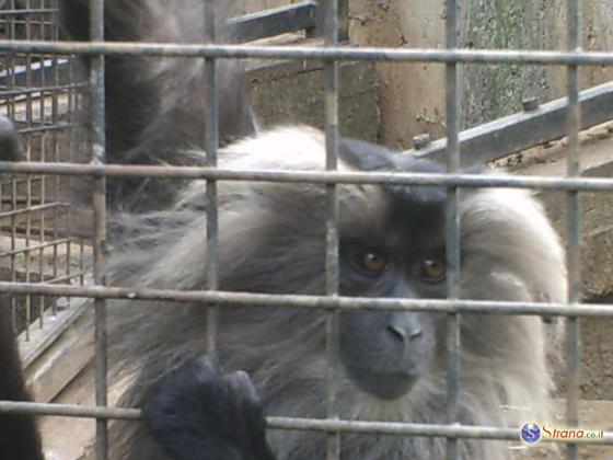 В секторе Газы закрылся последний зоопарк. В Иорданию вывезены 50 животных