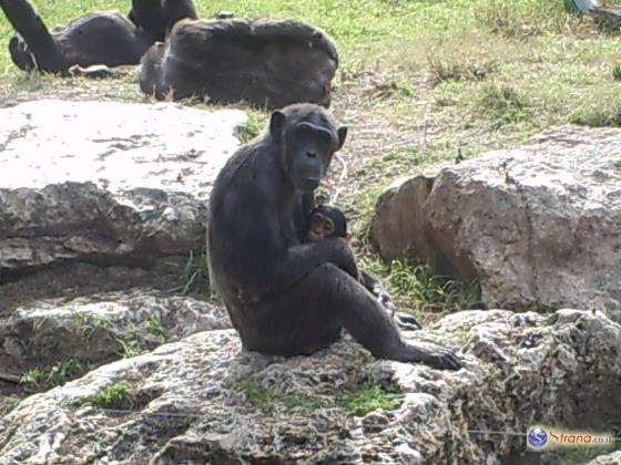 Израильские шимпанзе спровоцировали в ЮАР дипломатический инцидент
