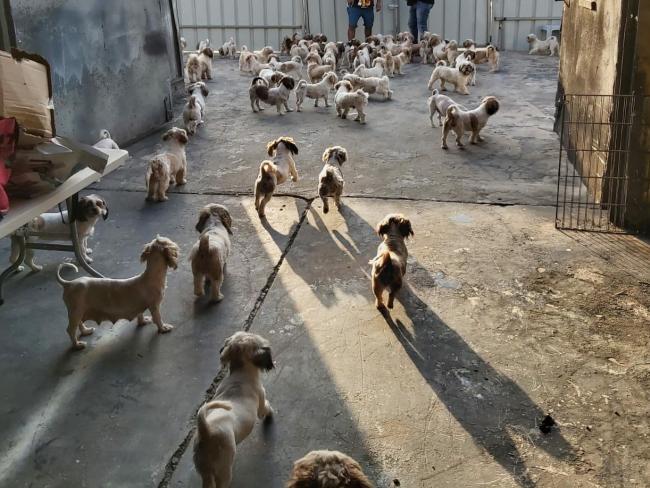 Полиция изъяла из «пиратского» питомника сотню больных щенков, выращиваемых на продажу